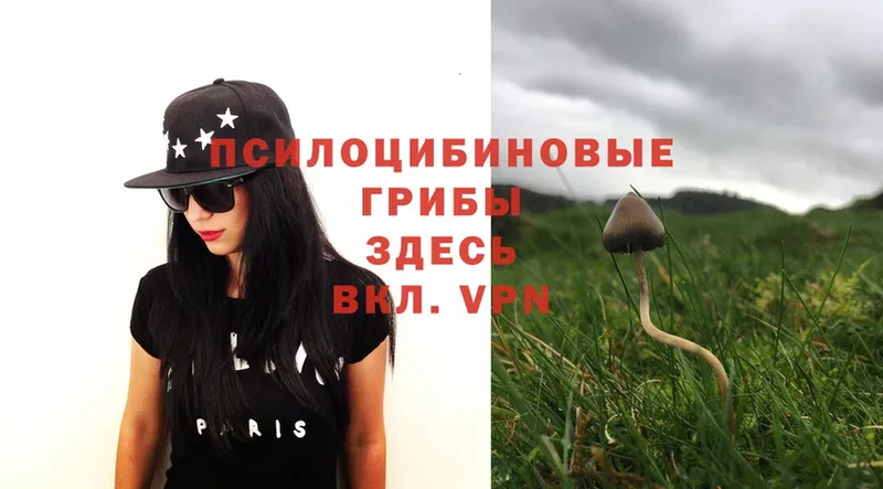 Псилоцибиновые грибы MAGIC MUSHROOMS  купить наркотики цена  Волосово 